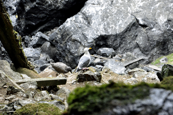 Birds on the ledge outside the Sea Cave, high above the ocean.